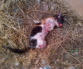 Ρετζίκι Θεσσαλονίκης: Βρήκαν το γατάκι νεκρό με ακρωτηριασμένα και τα 4 πόδια του!